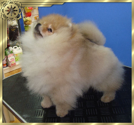 CH. tito poms Bruce toy