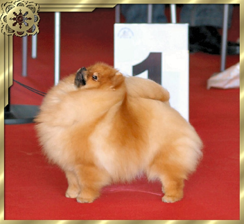 CH. tito poms Google vip