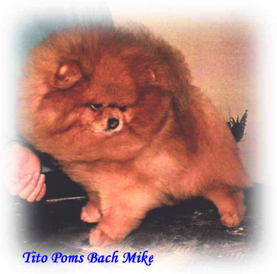 tito poms Bach mike