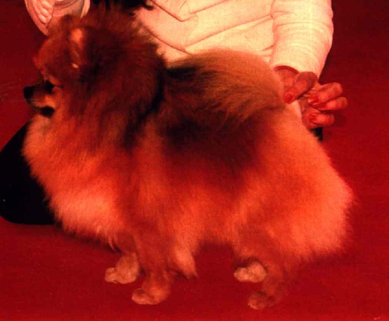 tito poms Hope patricia