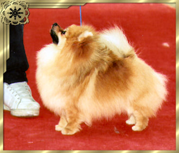 CH. tito poms Logan michelle