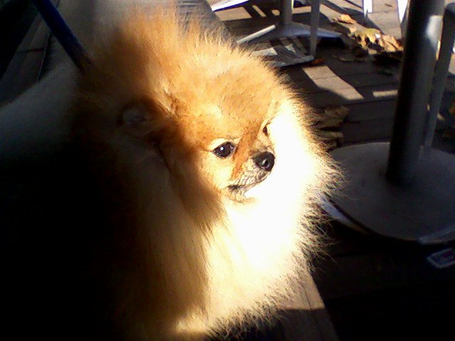 tito poms Brat key