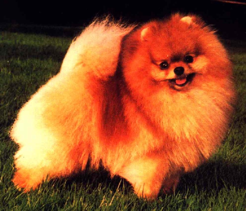 CH. tito poms Top maybe