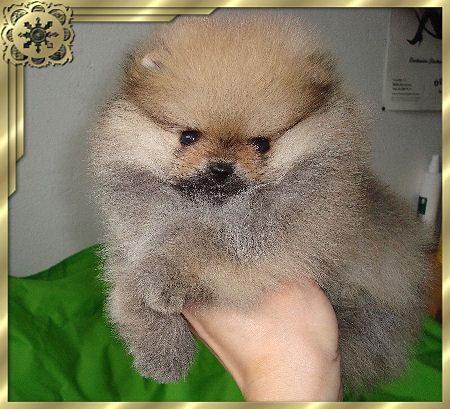 tito poms Brat key