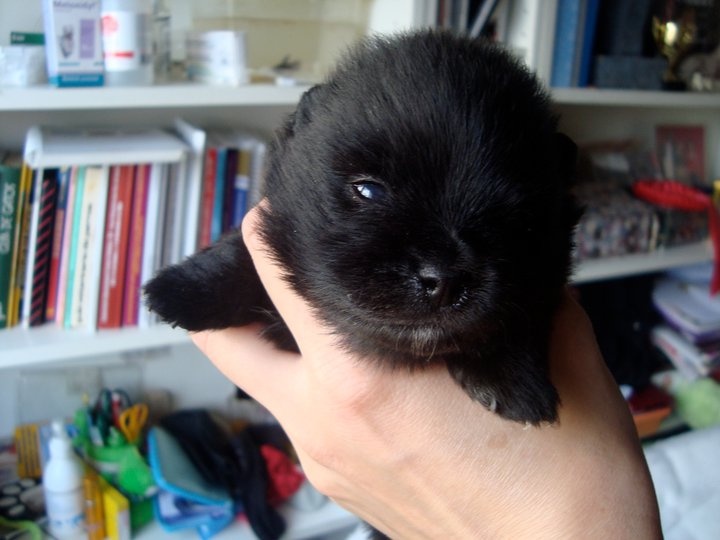 tito poms Black marley